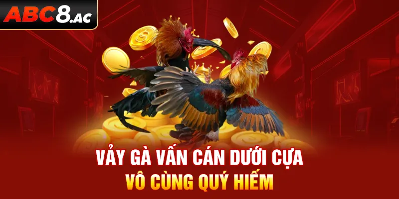 Dạng vảy gà vấn cán phía dưới cựa cực kỳ quý hiếm